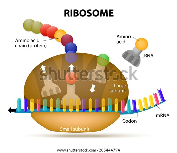 Interaction Ribosome Mrna Process Initiation Translation Stock Vector ...