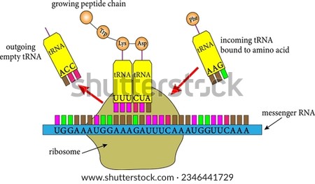 The interaction of tRNA and mRNA in protein synthesis.Vector illustration 商業照片 © 