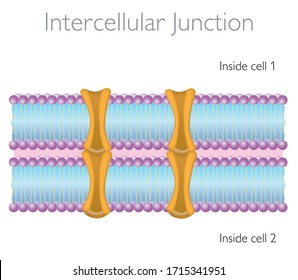 Intercellular junction - Functions of membrane proteins - The Structure of Biological Membranes Vector Illustration