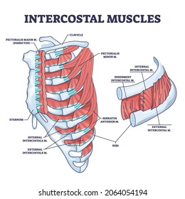 Intercostal Muscles Between Ribs Anatomical Chest Stock Vector (Royalty ...