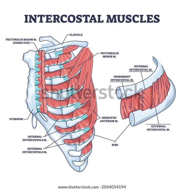 Intercostal muscles between ribs in anatomical\
chest cage outline diagram. Labeled educational expand and contract\
skeleton ability for breathing vector illustration. Serratus and\
pectorialis\
location