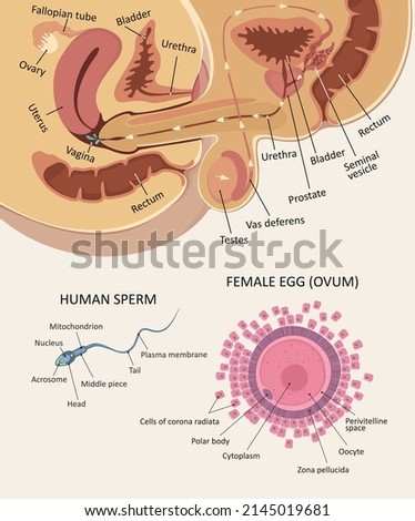 Аnatomy of intercourse. 
Structure of female egg (ovum) and sperm 