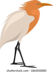 Interesting bird, illustration, vector on white background.