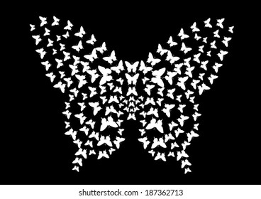 interesting design of white butterflies in butterfly