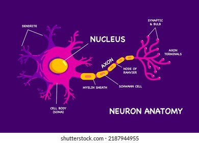 Interesting Human Neuron or Nerve cell anatomy flat design vector illustration