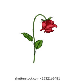 Una ilustración interesante de una rosa marchita como una Plantilla