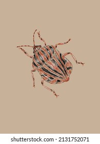 Interesting red and black striped bug sketched by hand in vector and isolated on a craft background. Trendy imitation of a color pencil, art in realistic style, a page from a entomological sketchbook.