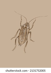 Interesting red cockroach sketched by hand in vector and isolated on a vintage craft background. Trendy imitation of a color pencil, art in old realistic style, a page from a entomological sketchbook.