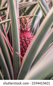 Interesting red pineapple photo vector