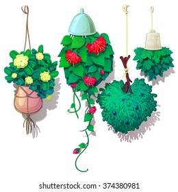 Interior flowers in hanging pots. Vector illustration.