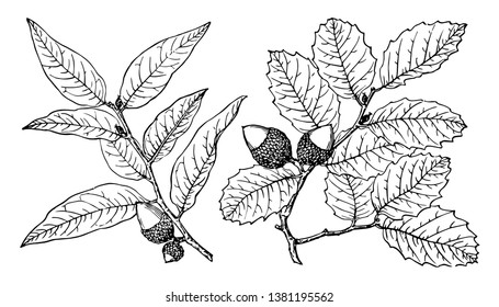 Interior live Oak, native to western North America, have holly-like leaves. They are usually shrubby but may reach 15 to 25 m or more, vintage line drawing or engraving illustration.