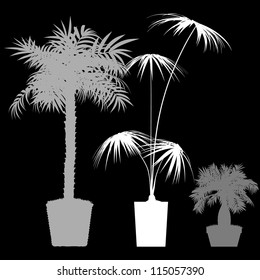 Interior palm trees design - detailed vector
