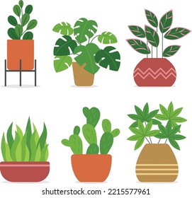 Plantas interiores colocan cactus monstera 