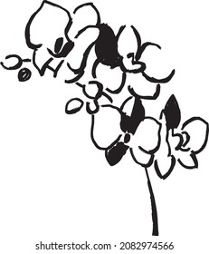 Interior poster with black drawing of orchid in freehand sketch style isolated on white background. Digital illustration in the style of hand drawing with ink, charcoal, pencil.