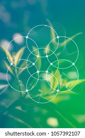 Interlocking circles flower of life sacred geometry illustration with golden ratio digits in front of photographic background.