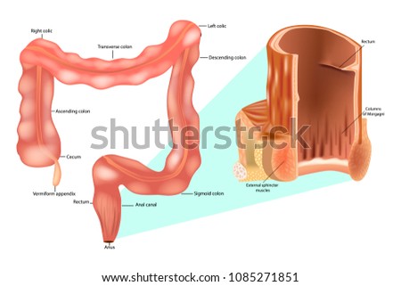 internal anal sphincter picture British milf keez