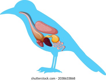 Internal anatomy of bird with organs illustration