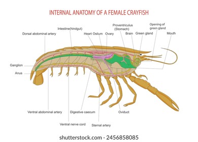 Internal anatomy of caryfish. Animal morphology. Zoology illustration on white background.