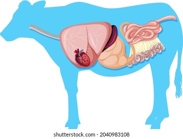 Internal Anatomy Of Cow With Organs Illustration