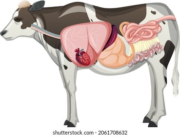 Internal Anatomy Of Cow With Organs Illustration