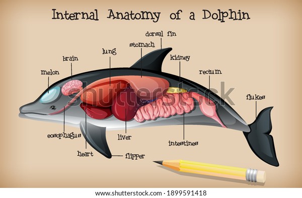 Internal Anatomy of a\
Dolphin illustration