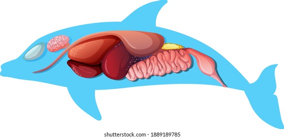Internal Anatomy of a Dolphin isolated on white background illustration
