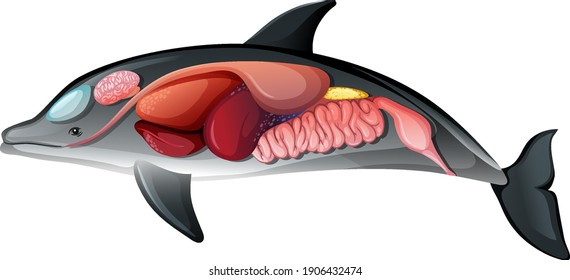 Anatomía interna de un delfín aislado en ilustración de fondo blanco