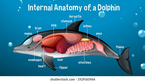 Internal Anatomy of a Dolphin with label illustration