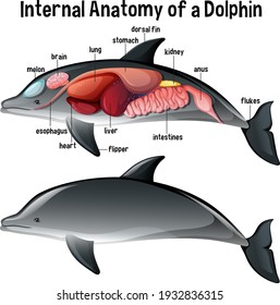 Internal Anatomy of a Dolphin with label illustration