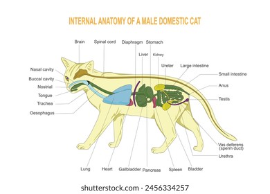 Anatomía interna de un gato doméstico. Carnívoros. Mamífero, Ilustración vectorial sobre fondo blanco.