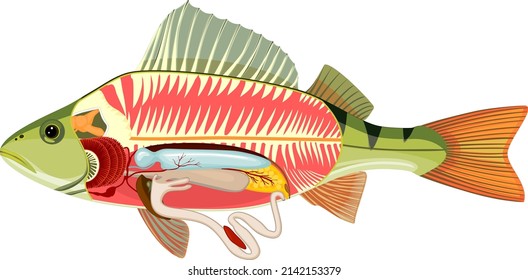 Anatomía interna de los peces. Material educativo con estructura de perca (Perca fluviatilis) para la enseñanza de biología