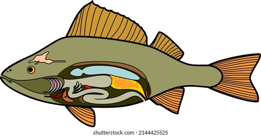 Internal anatomy of fish. Educational material with structure of perch (Perca fluviatilis) for biology lesson