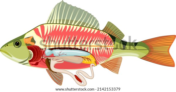 Internal Anatomy Fish Educational Material Structure Stock Vector ...