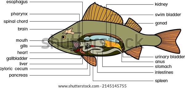 Internal anatomy\
of fish. Educational material with structure of perch (Perca\
fluviatilis) for biology\
lesson