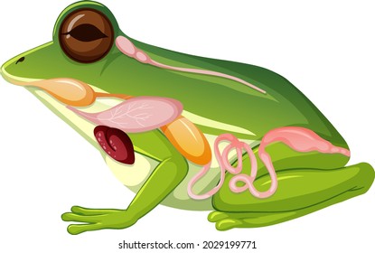 Internal anatomy of frog with organs illustration