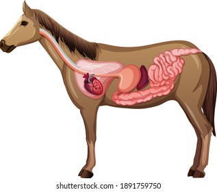 Internal Anatomy of a Horse isolated on white background illustration