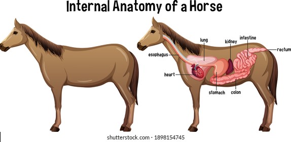 Internal Anatomy of a Horse with label illustration