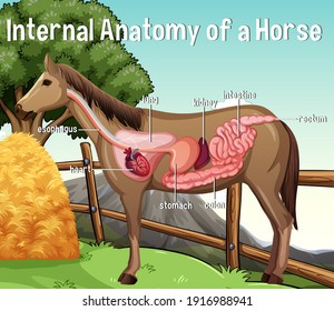 Internal Anatomy of a Horse with label illustration