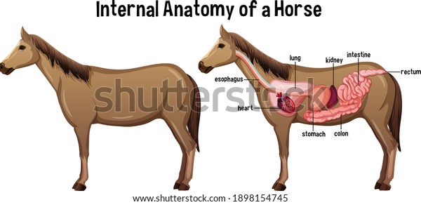 Internal\
Anatomy of a Horse with label\
illustration