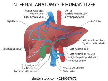 innere Anatomie der menschlichen Leber. Anatomische Vektorgrafik in flachem Stil einzeln auf weißem Hintergrund.