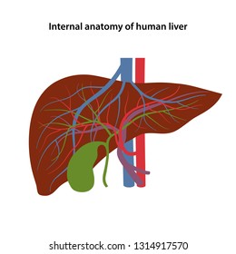 440 Hepatic portal vein Images, Stock Photos & Vectors | Shutterstock