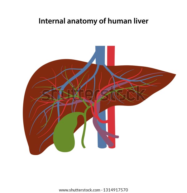 Liver Blood Supply Diagram / Pictures Of Biliary SystemHealthiack