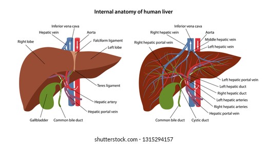 Internal anatomy of human liver with description of the corresponding parts. Arterial and venous circulatory system of liver. Blood supply to the liver. Vector illustration.