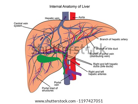 Internal Anatomy Liver Stock Vector (Royalty Free) 1197427051