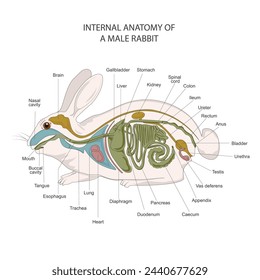 Internal anatomy of a male rabbit. Rabbit digestive system. Vector illustration of rabit anatomy.