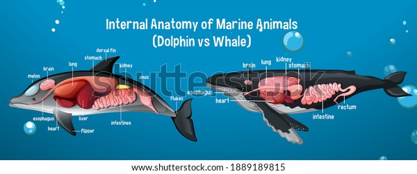Internal Anatomy of Marine Animals (Dolphin\
vs Whale)\
illustration