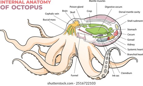 Anatomia interna de um diagrama de polvo - vetor