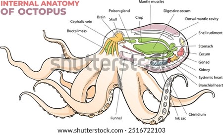 Internal anatomy of an octopus diagram - vector