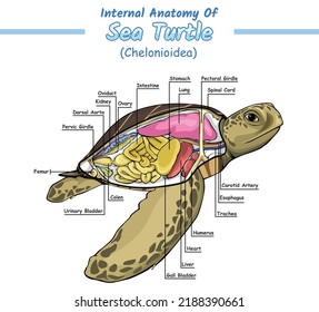 Internal Anatomy Sea Turtle Illustration Vector Stock Vector (Royalty ...