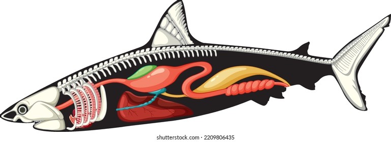 Internal anatomy of shark illustration